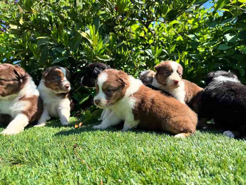 🌟🐾 Krásná štěňata australského ovčáka - foto 1