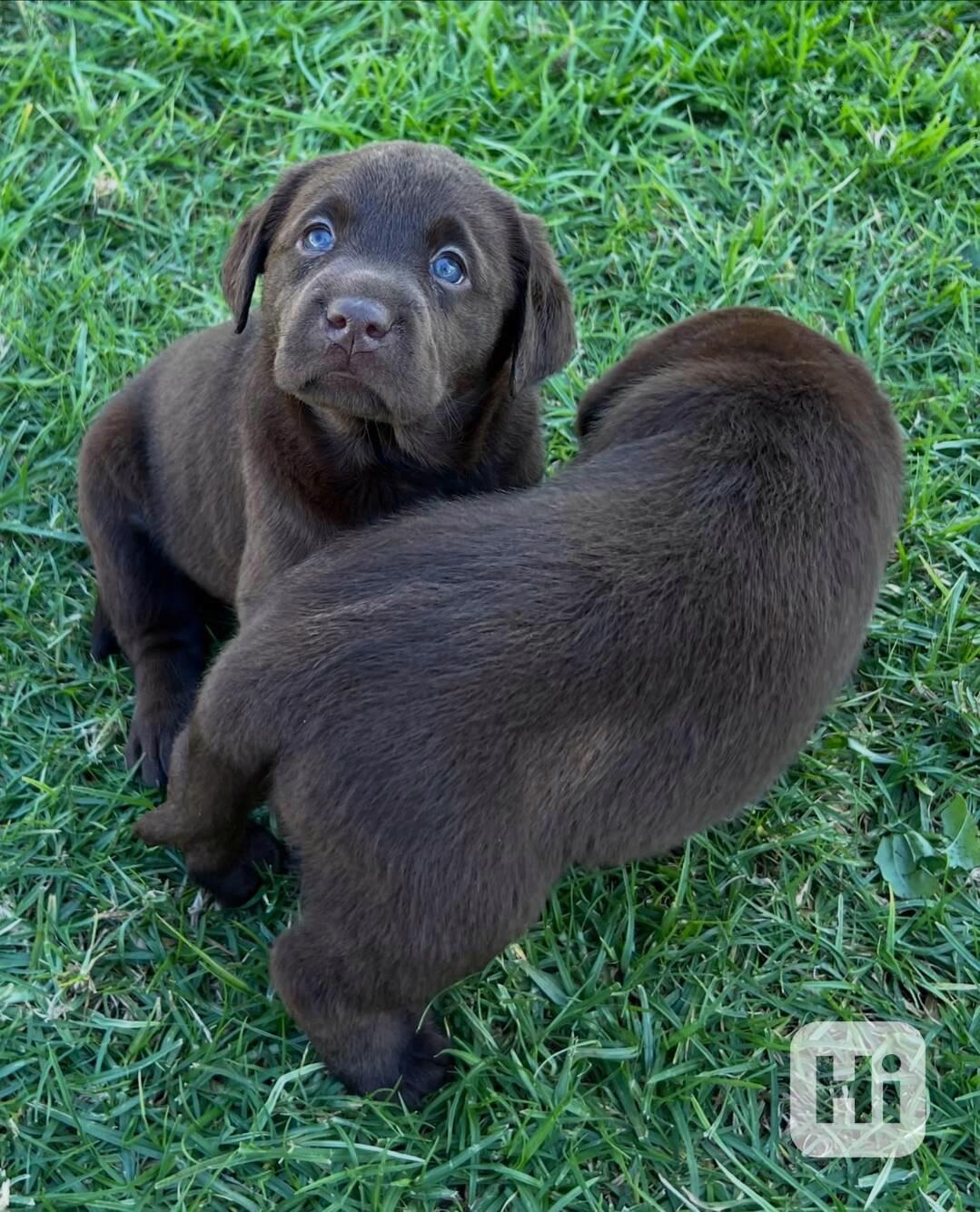 Labradorský retrívr na prodej - foto 1
