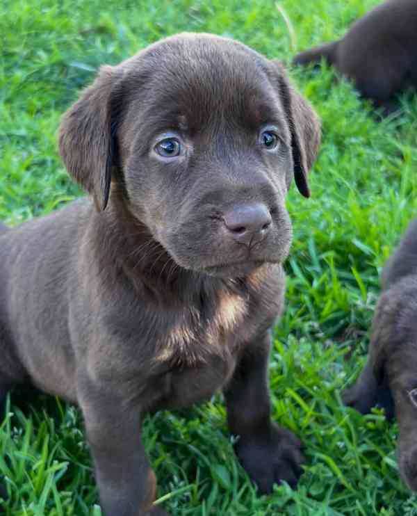 Labradorský retrívr na prodej - foto 2