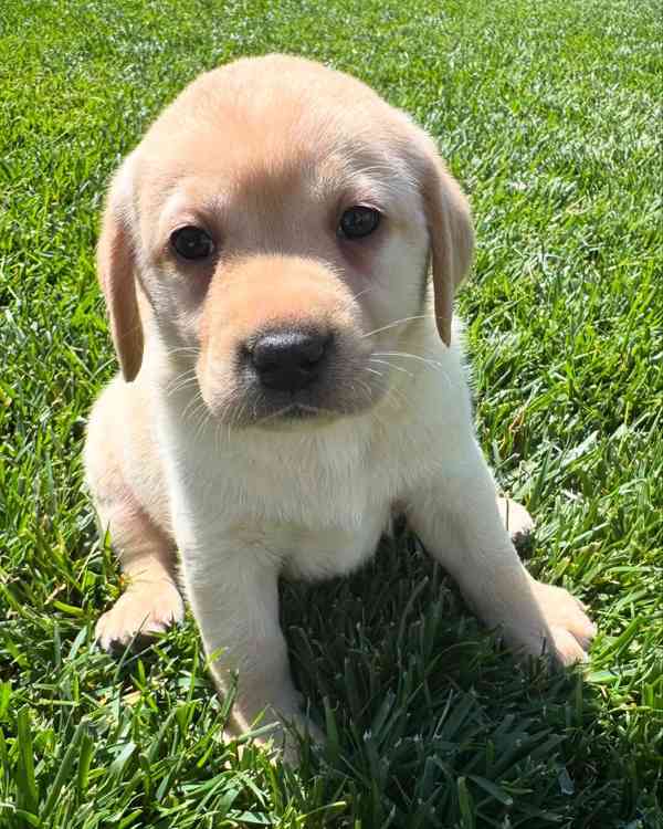 Labradorský retrívr na prodej - foto 4