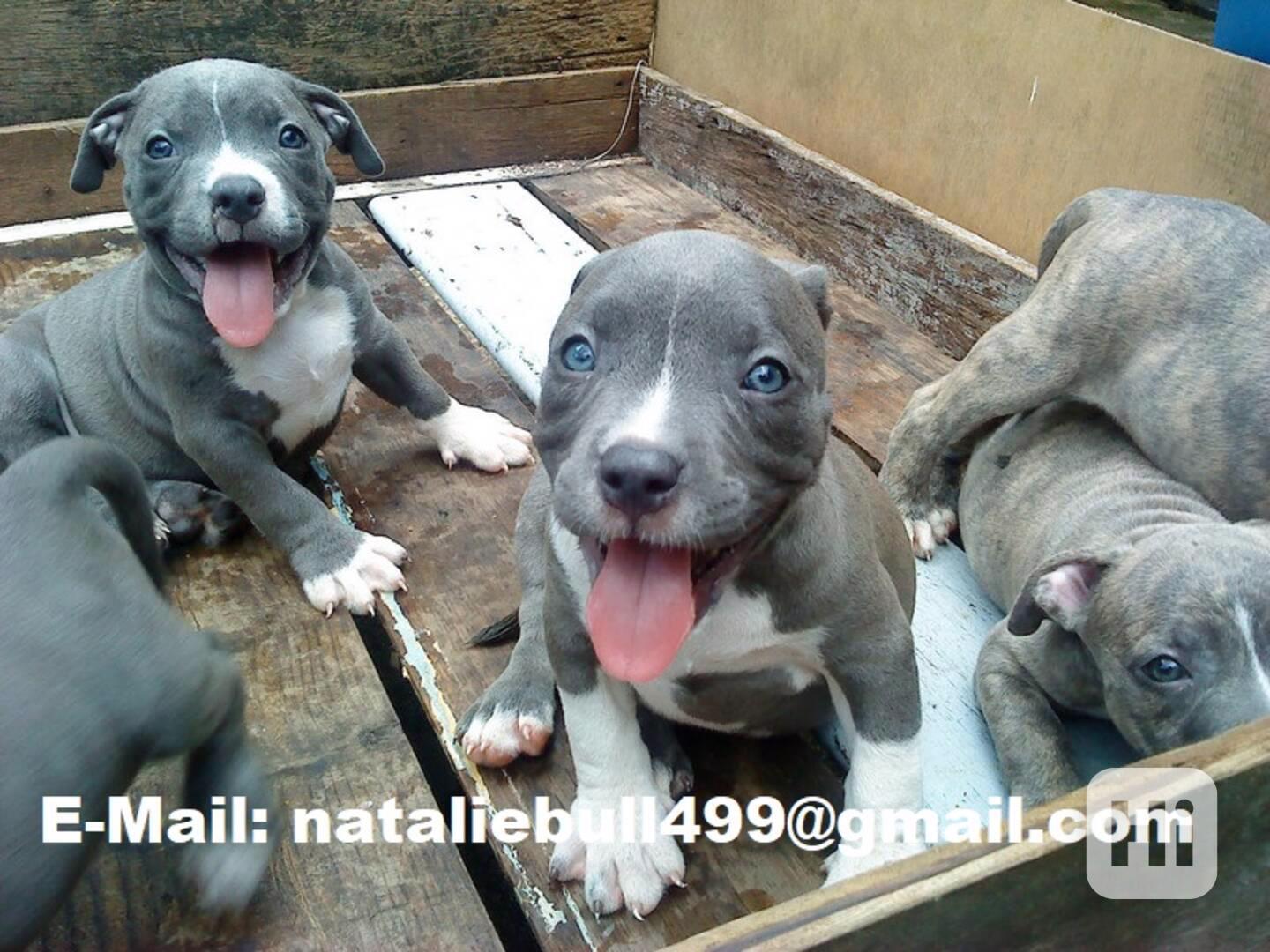 Registrovaná štěňata pitbula k adopci - foto 1