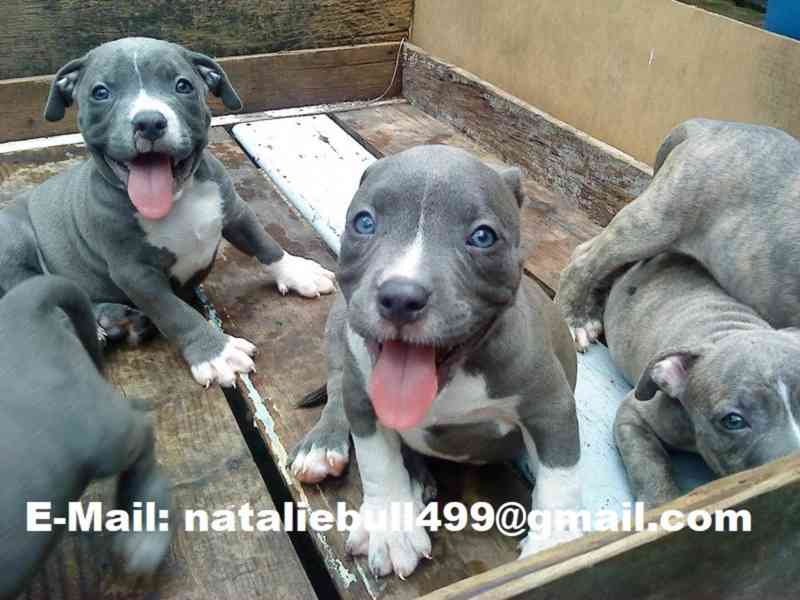 Registrovaná štěňata pitbula k adopci - foto 1