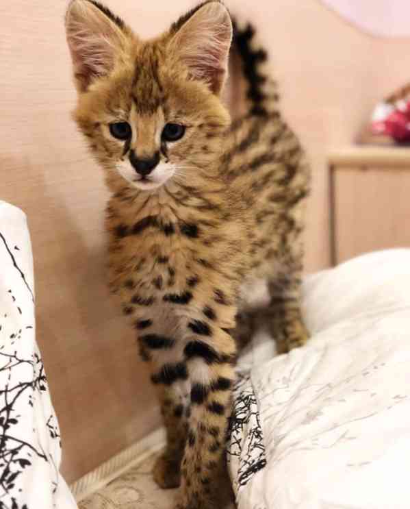 Koťata Savannah f4, f5, f6 k dispozici