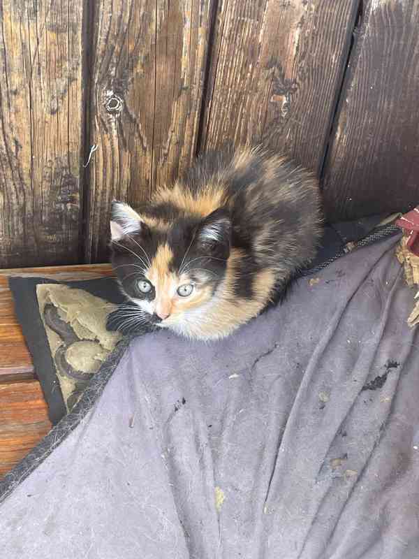Koťata  - foto 2