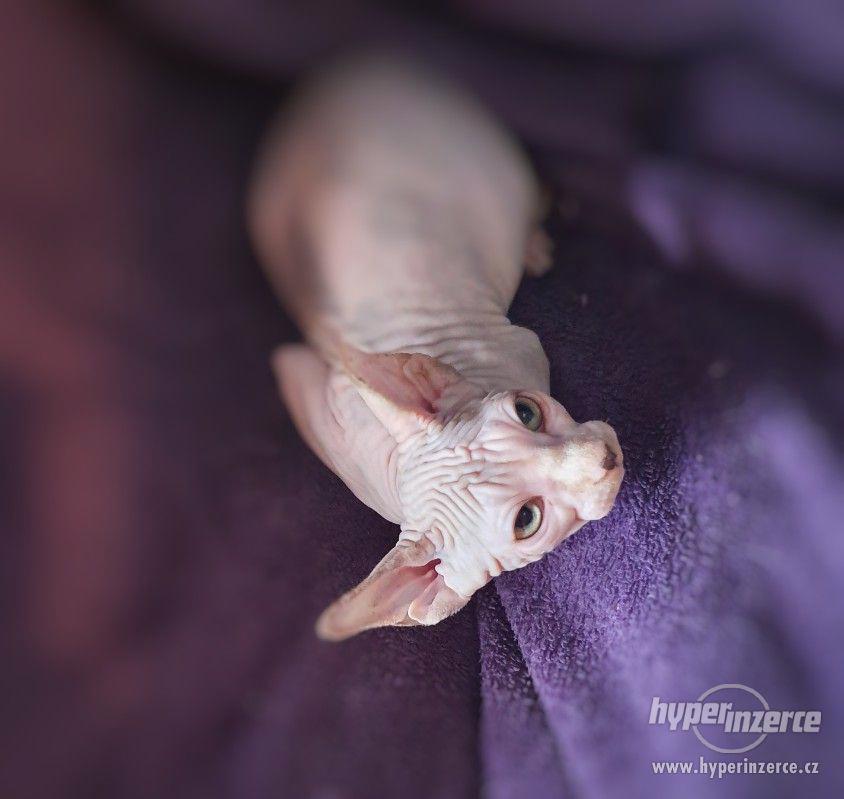 Sphynx - foto 1