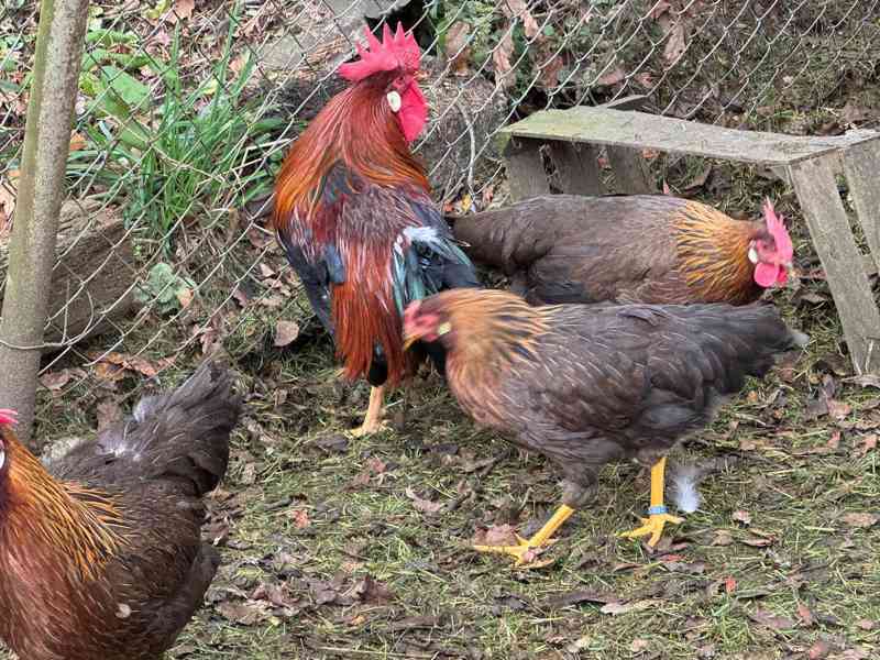 Prodám kmen vlašky koroptví, kroužkované, ohodnocené - foto 2