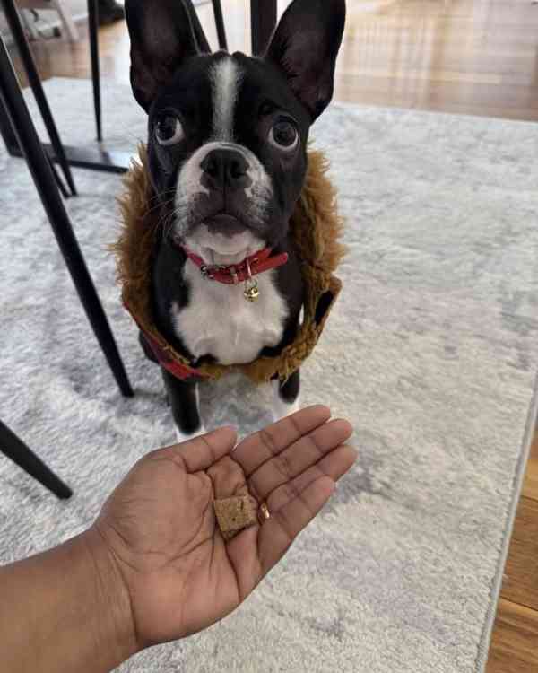 Der elegante „American Gentleman“-Welpe! - foto 3