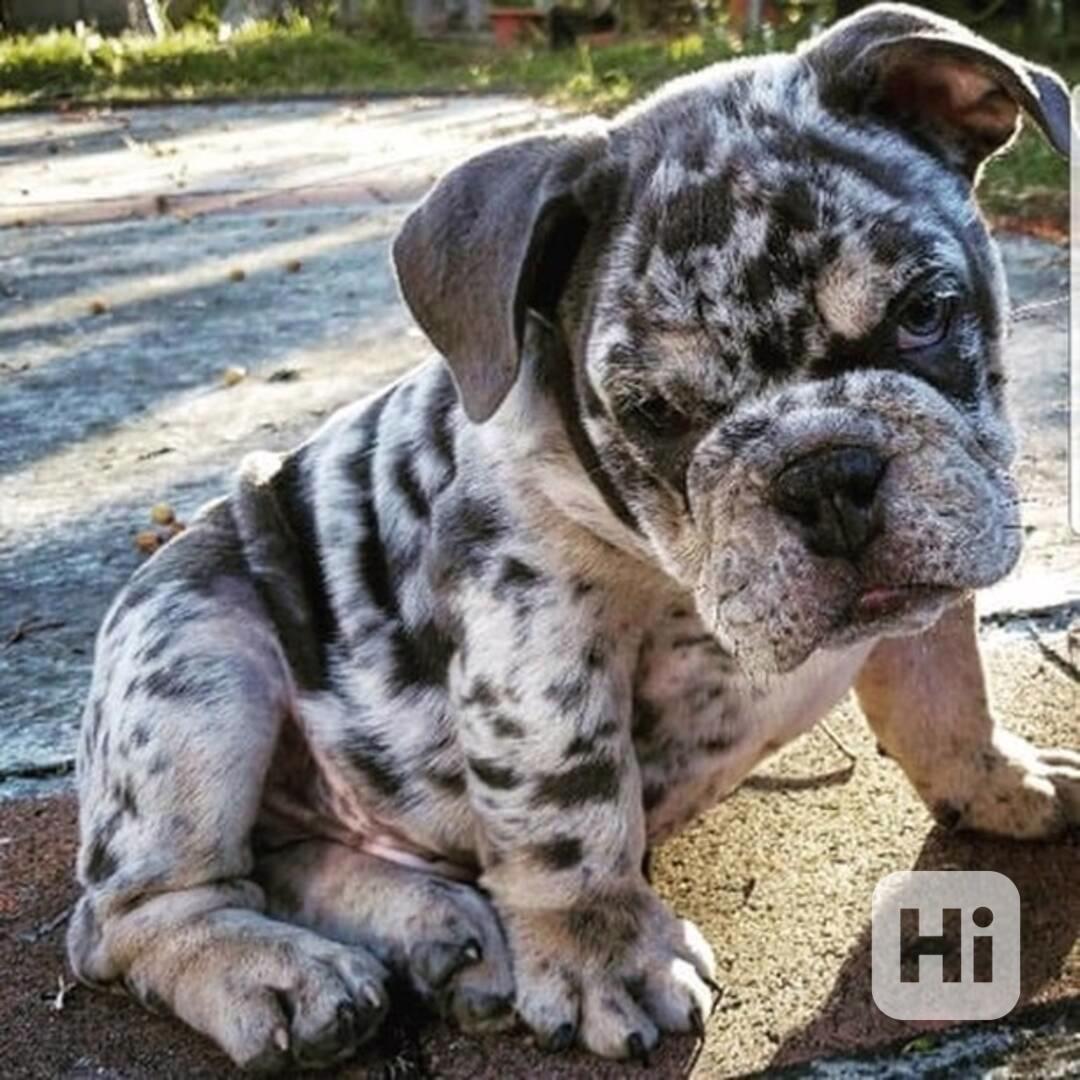 Tato nádherná štěňata anglického buldoka  - foto 1