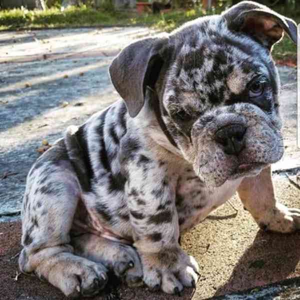 Tato nádherná štěňata anglického buldoka 