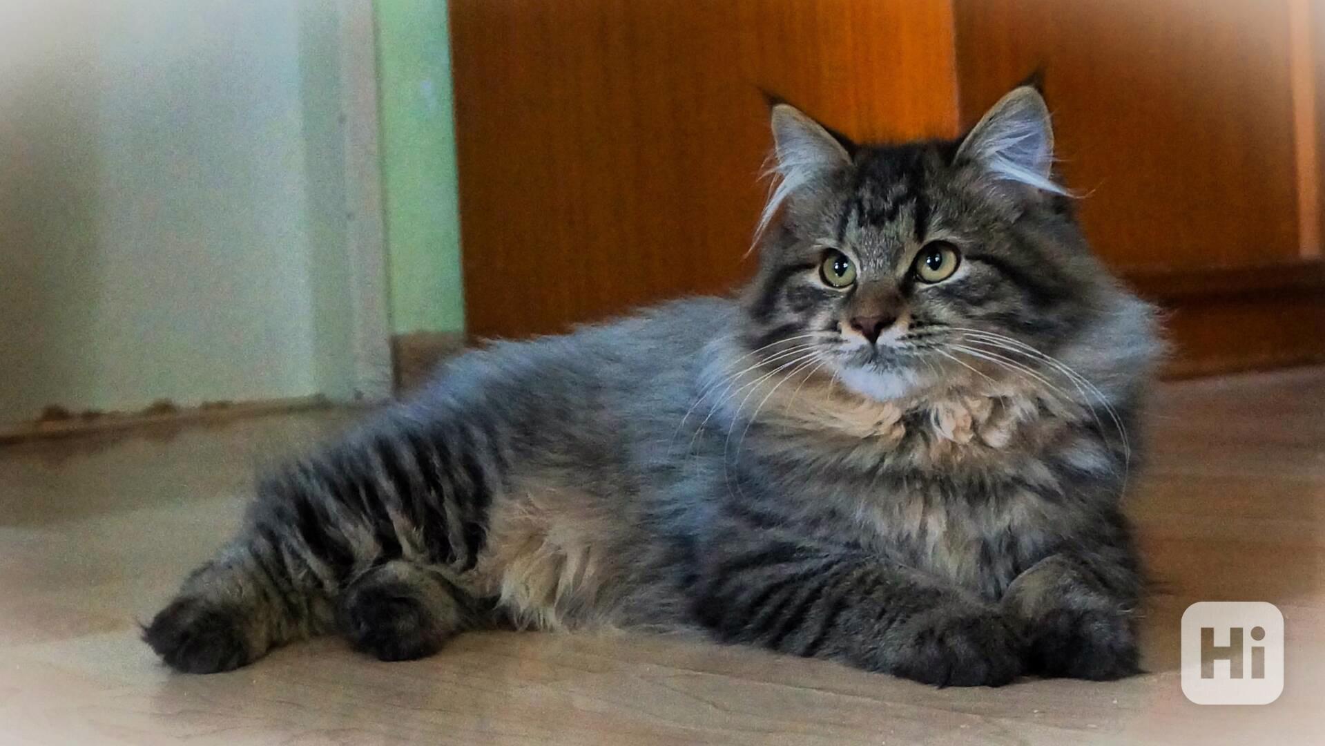 Koťátko Kurilsky Bobtail s PP   - foto 1