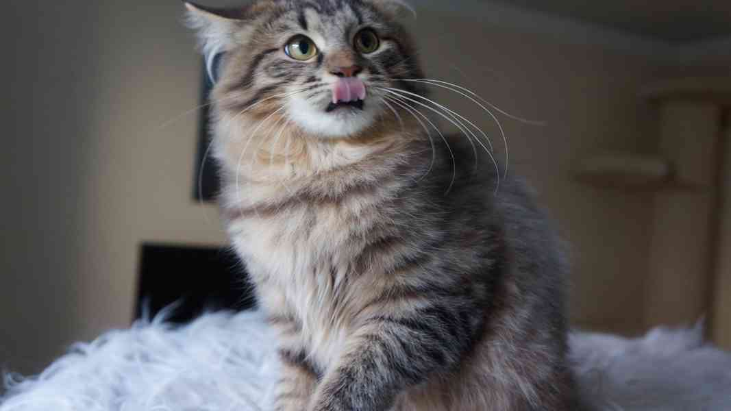 Koťátko Kurilsky Bobtail s PP   - foto 4