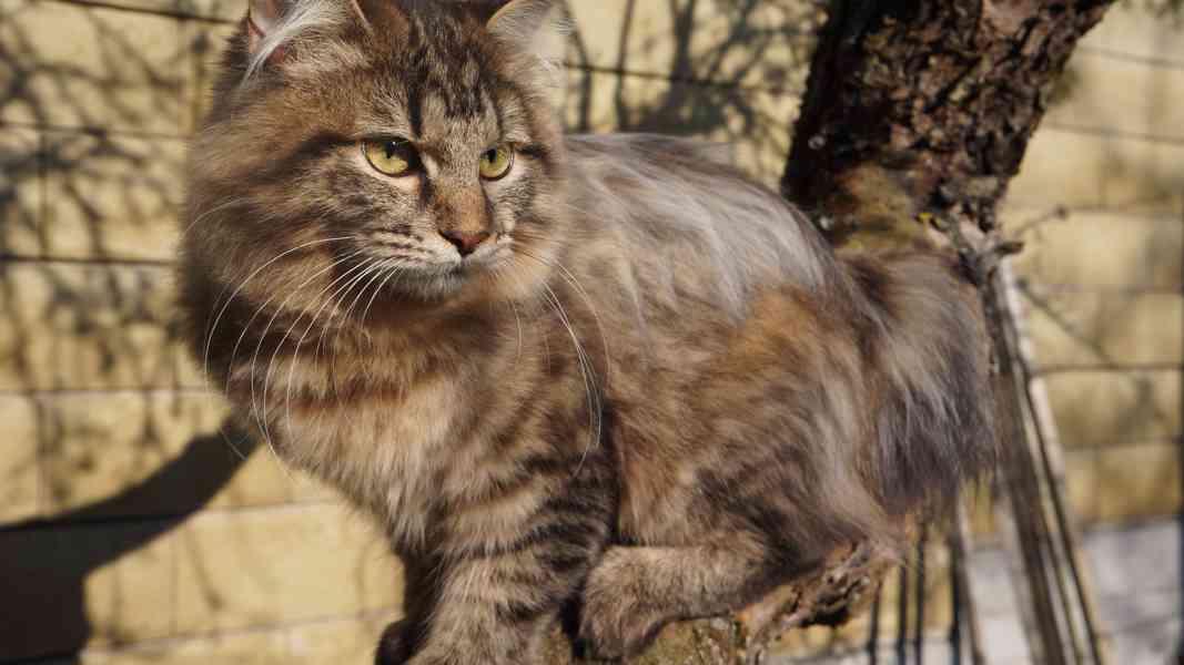 Koťátko Kurilsky Bobtail s PP   - foto 5