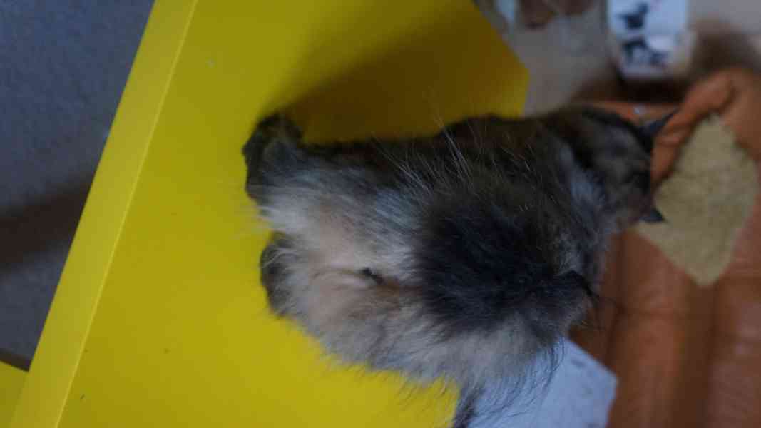 Koťátko Kurilsky Bobtail s PP   - foto 9