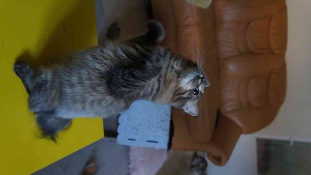 Koťátko Kurilsky Bobtail s PP   - foto 11