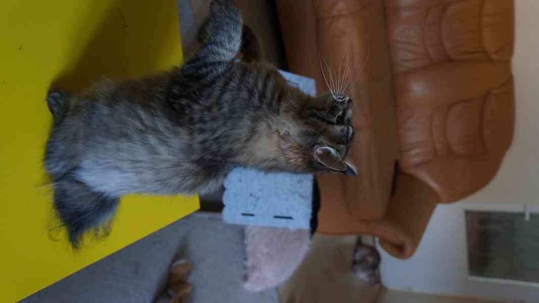 Koťátko Kurilsky Bobtail s PP   - foto 10