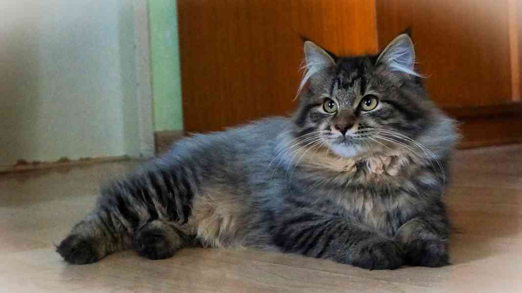 Koťátko Kurilsky Bobtail s PP   - foto 1