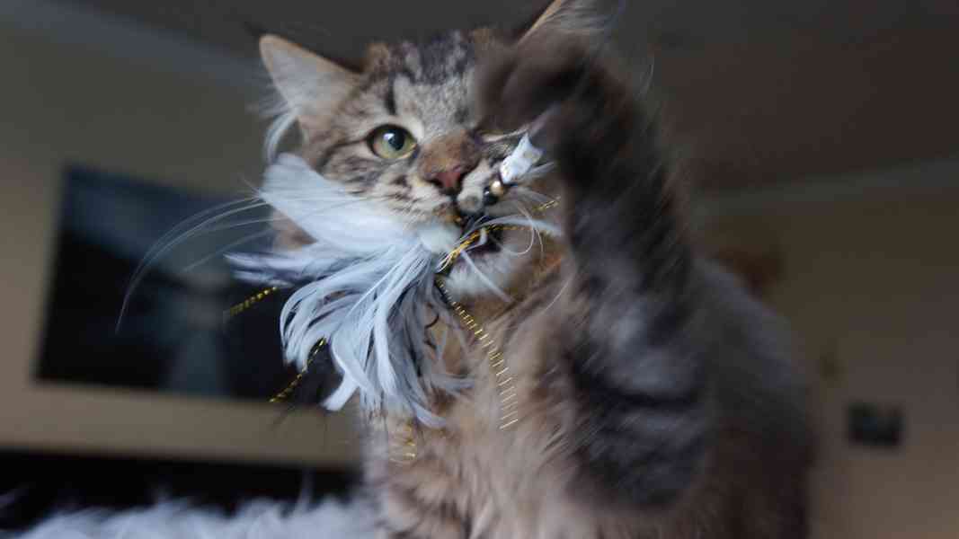 Koťátko Kurilsky Bobtail s PP   - foto 8