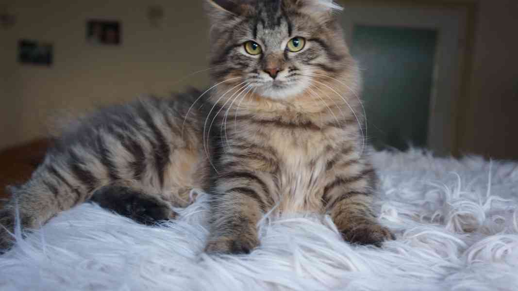Koťátko Kurilsky Bobtail s PP   - foto 3