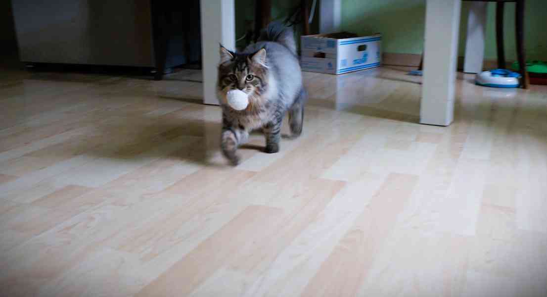 Koťátko Kurilsky Bobtail s PP   - foto 2