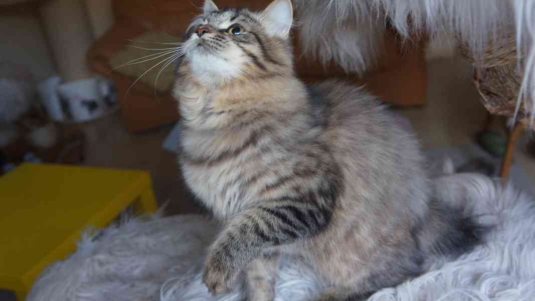 Koťátko Kurilsky Bobtail s PP   - foto 6