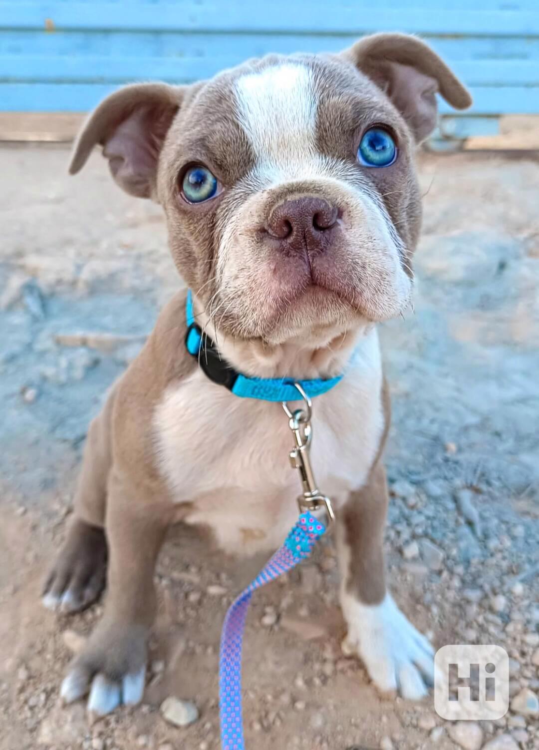 Bostonský teriér s PP - odběr únor 2026 - foto 1