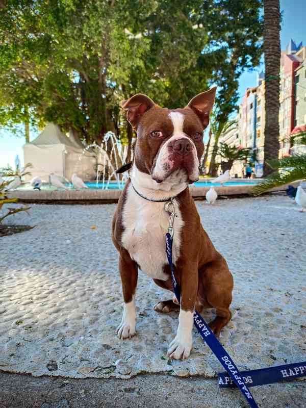 Bostonský teriér s PP - odběr únor 2026 - foto 2