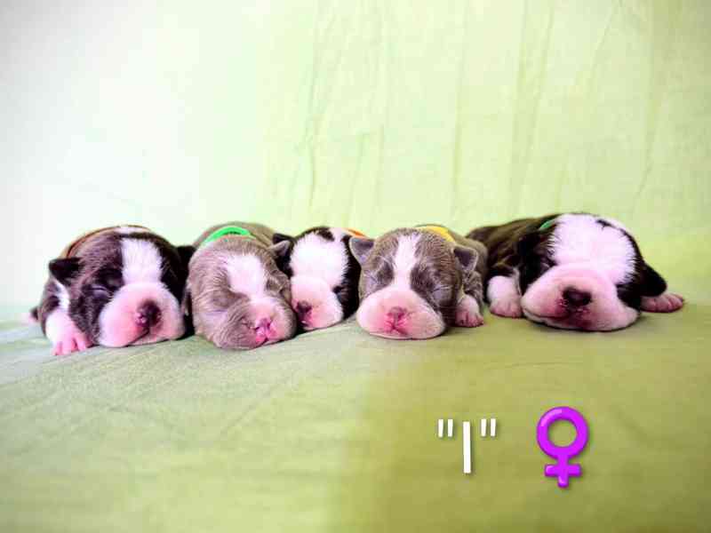 Bostonský teriér s PP - odběr únor 2026 - foto 7