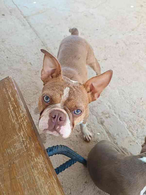 Bostonský teriér s PP - odběr únor 2026 - foto 3