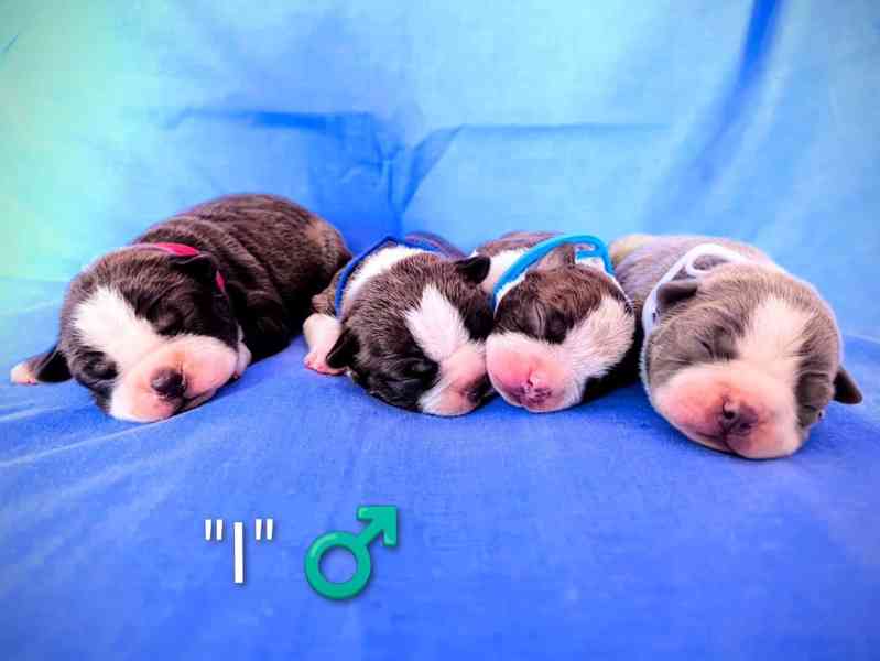 Bostonský teriér s PP - odběr únor 2026 - foto 6