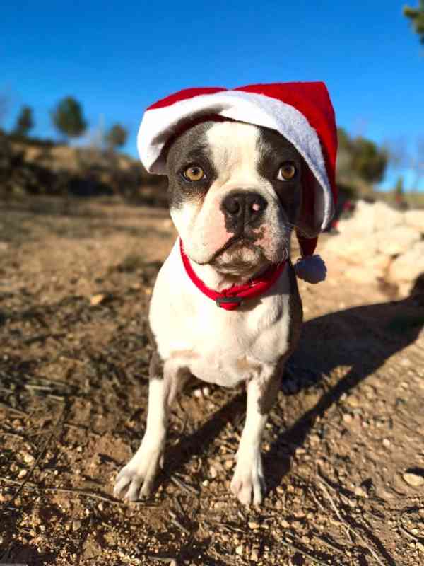 Bostonský teriér s PP - odběr únor 2026 - foto 5