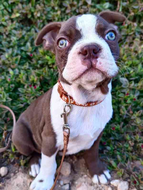 Bostonský teriér s PP - odběr únor 2026 - foto 4