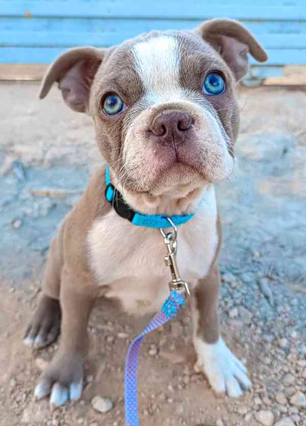 Bostonský teriér s PP - odběr únor 2026 - foto 1