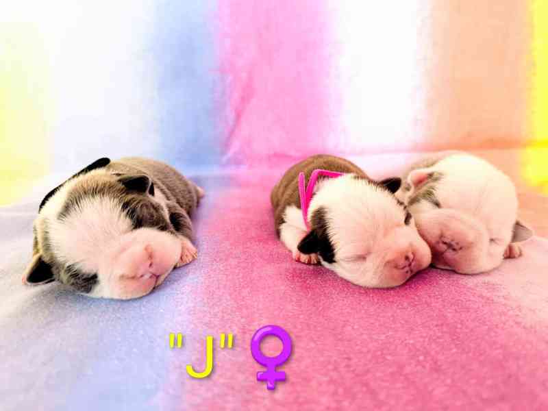 Bostonský teriér s PP - odběr únor 2026 - foto 9