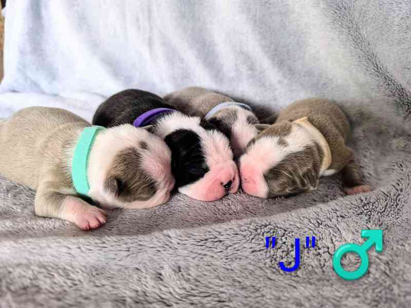 Bostonský teriér s PP - odběr únor 2026 - foto 8