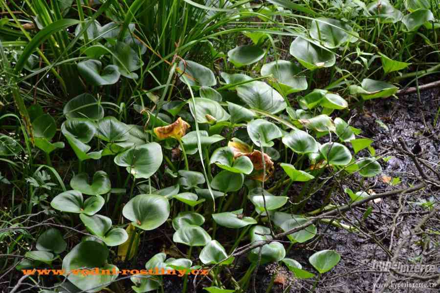 vodní rostliny bahenní rostliny - foto 11