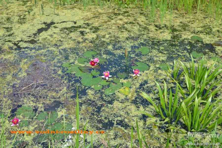 vodní rostliny bahenní rostliny - foto 27