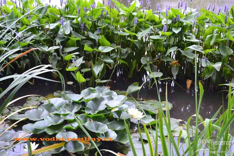 vodní rostliny bahenní rostliny - foto 34