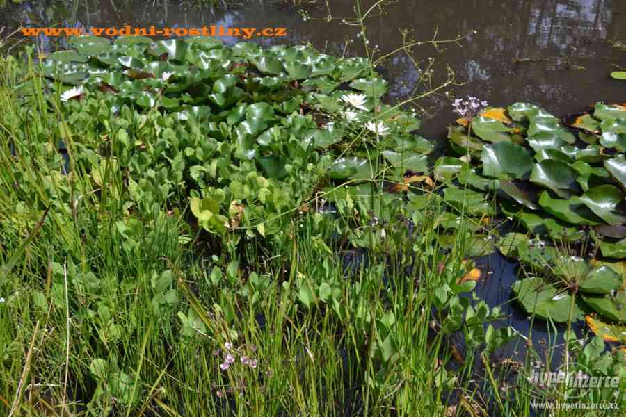 vodní rostliny bahenní rostliny - foto 112