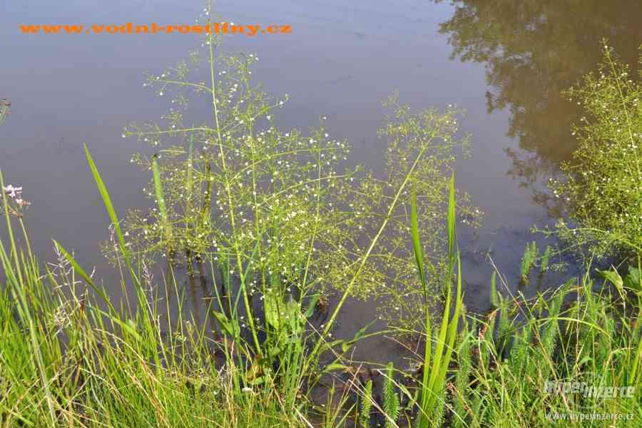 vodní rostliny bahenní rostliny - foto 116