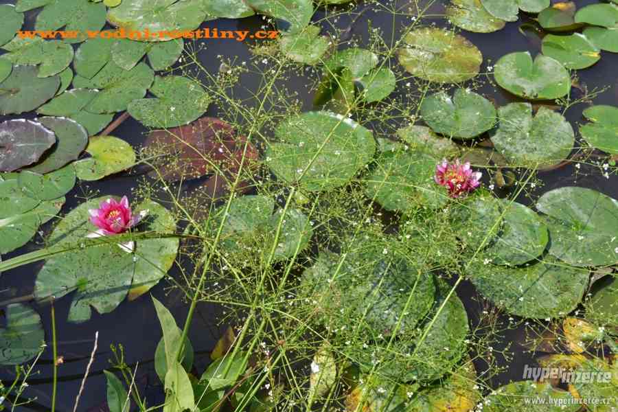 vodní rostliny bahenní rostliny - foto 118