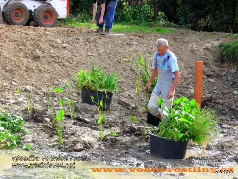 vodní rostliny bahenní rostliny - foto 144