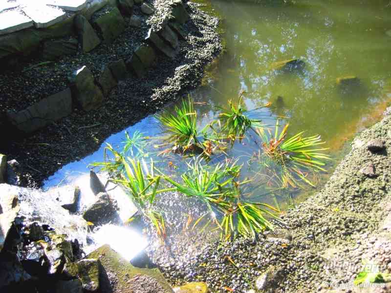 vodní rostliny bahenní rostliny - foto 206