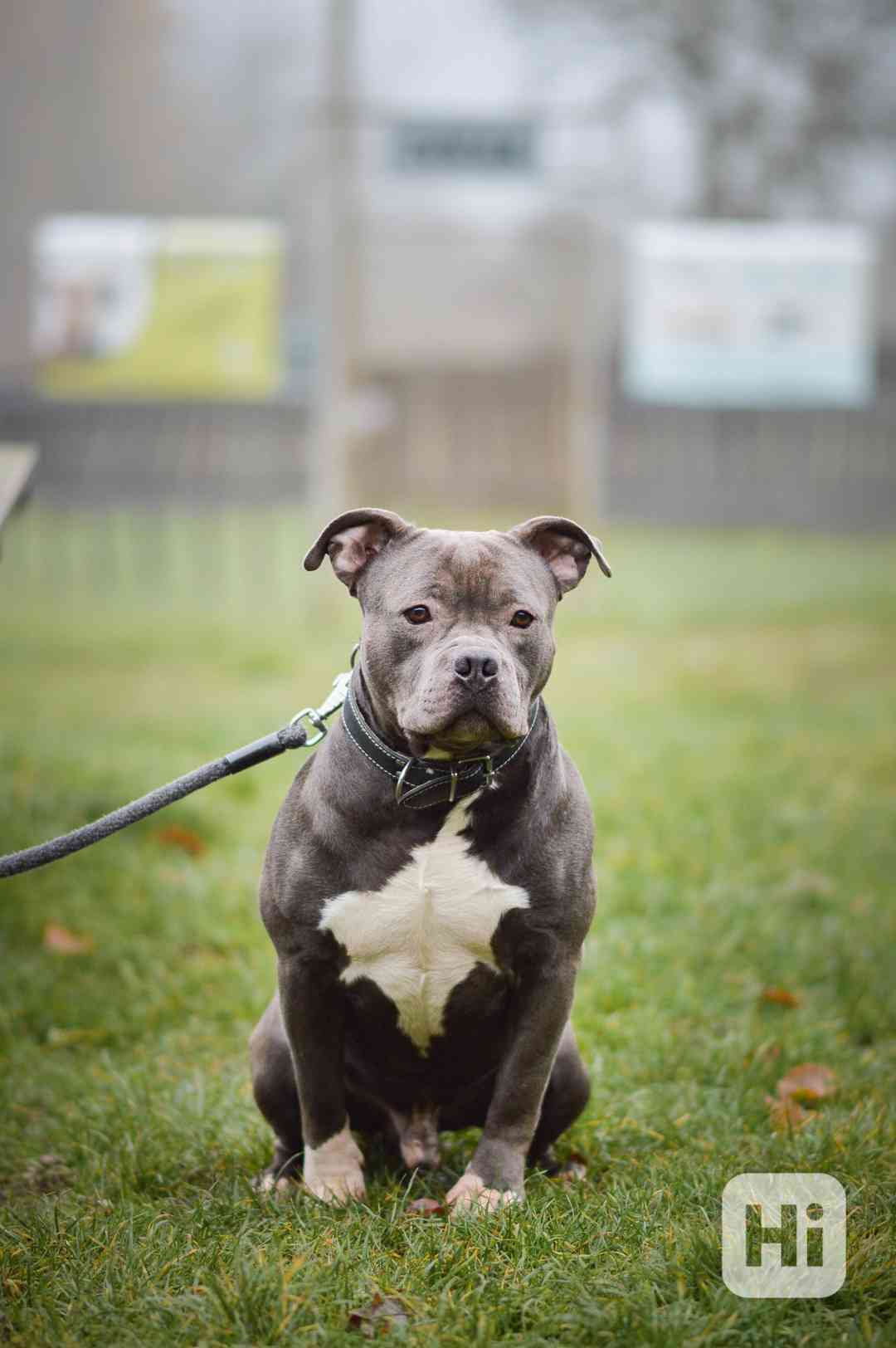 Marcel - x bull, 4 roky, praštěný kluk - foto 1