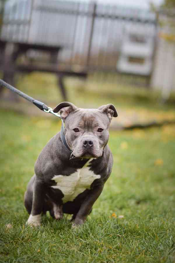 Marcel - x bull, 4 roky, praštěný kluk - foto 3