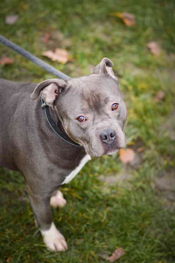 Marcel - x bull, 4 roky, praštěný kluk - foto 2