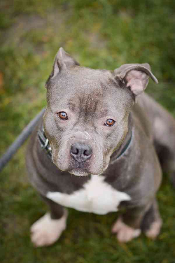 Marcel - x bull, 4 roky, praštěný kluk - foto 5