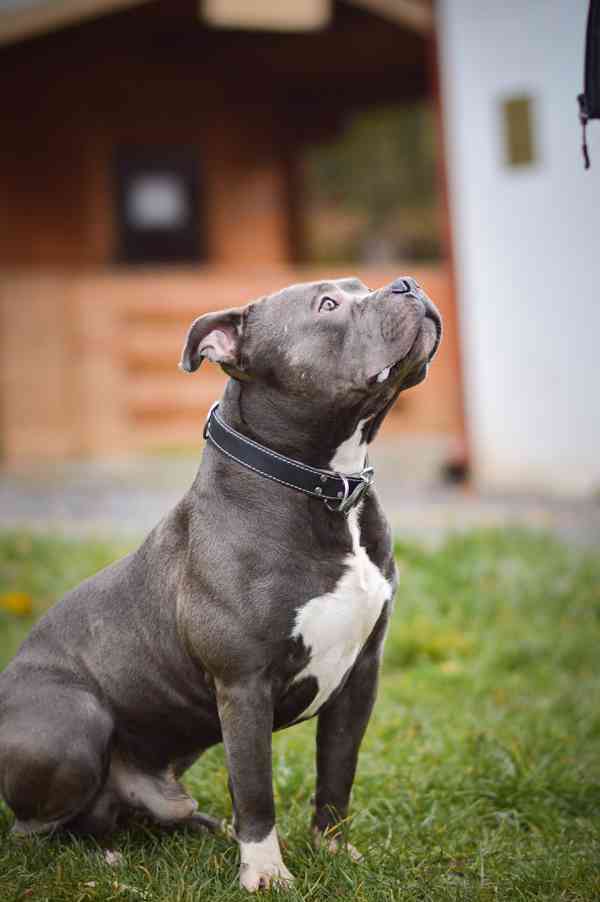 Marcel - x bull, 4 roky, praštěný kluk - foto 4