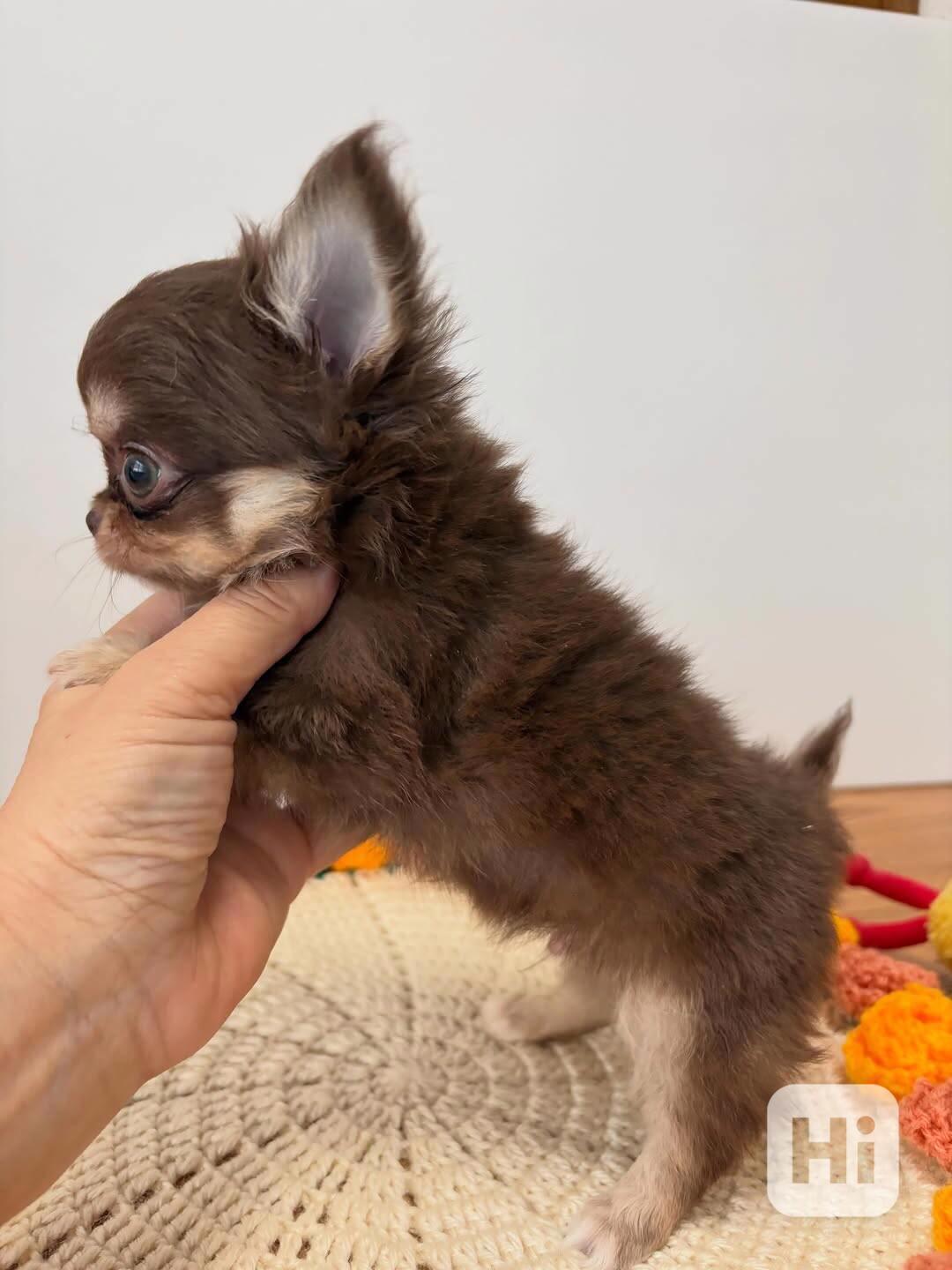 Long-Haired Chihuahua Puppy Available for Adoption 🐾   - foto 1