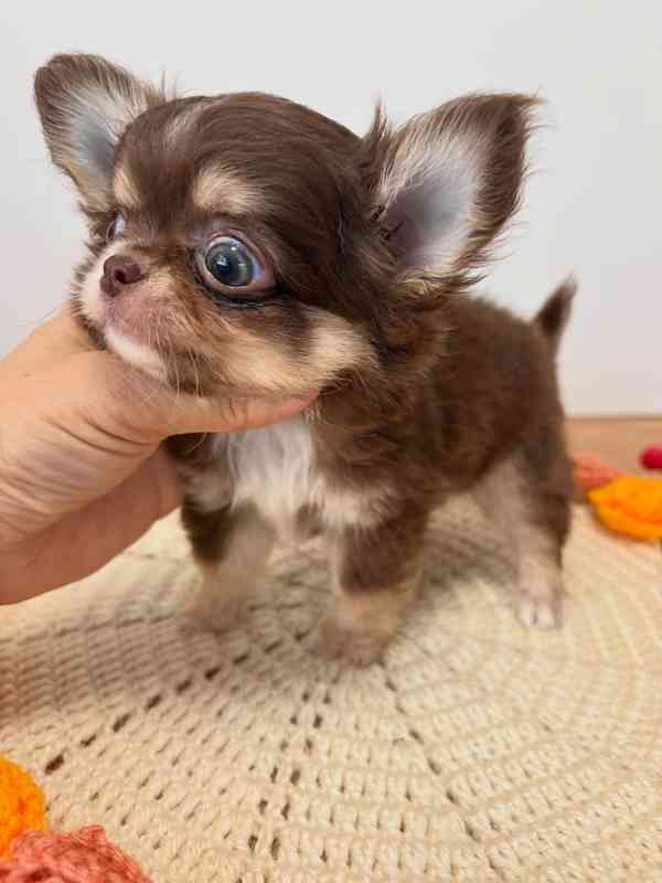 Long-Haired Chihuahua Puppy Available for Adoption 🐾   - foto 2