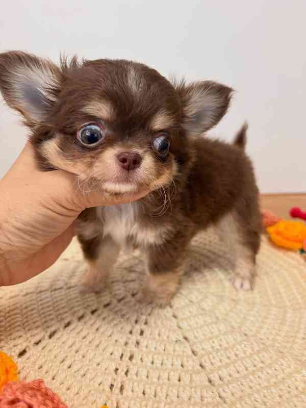 Long-Haired Chihuahua Puppy Available for Adoption 🐾   - foto 4